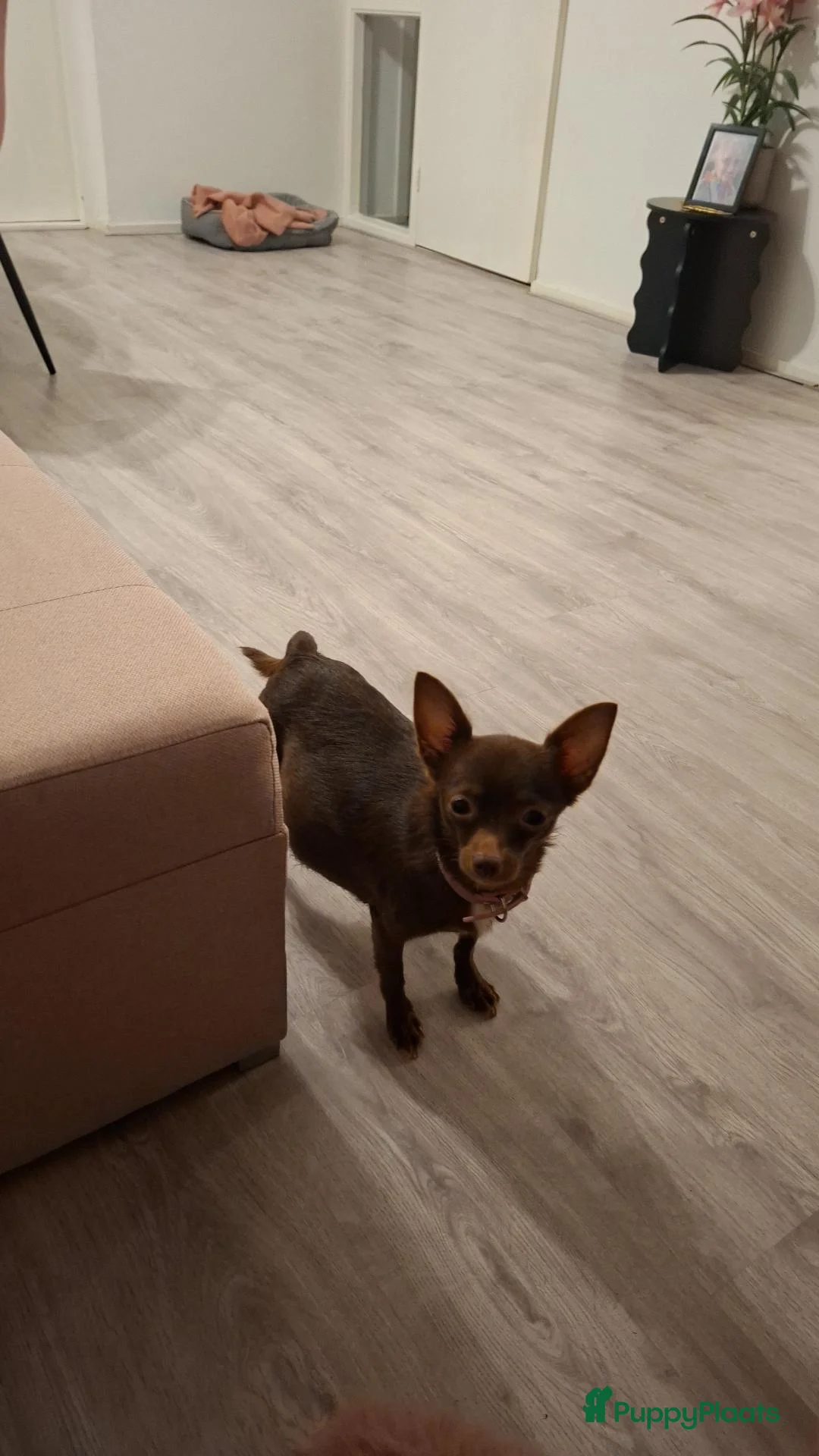 Pomchi honden te koop: Pomchi pups - Advertentie 2