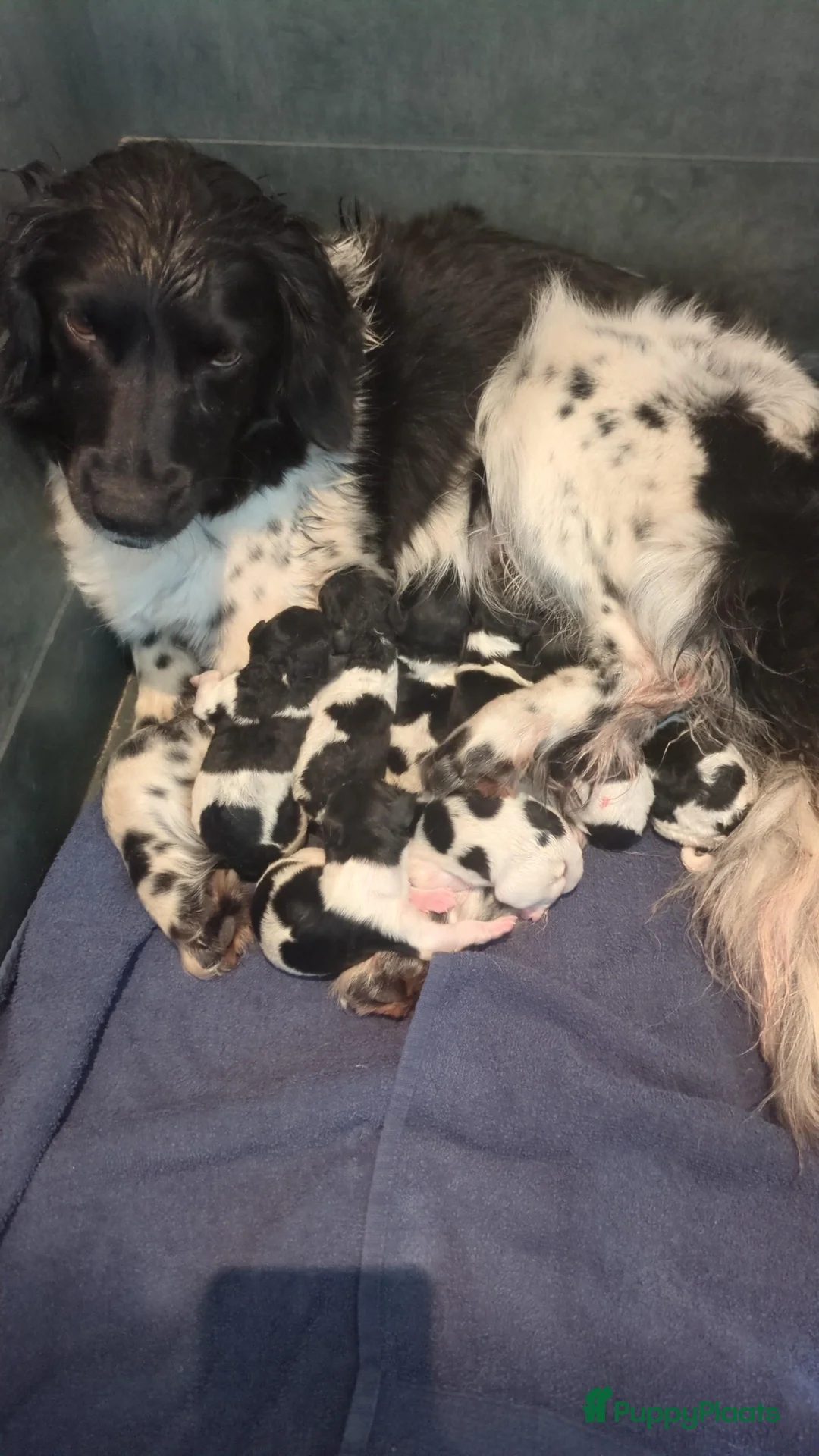 Friese Stabij honden te koop: Friese stabij pups - Advertentie 2