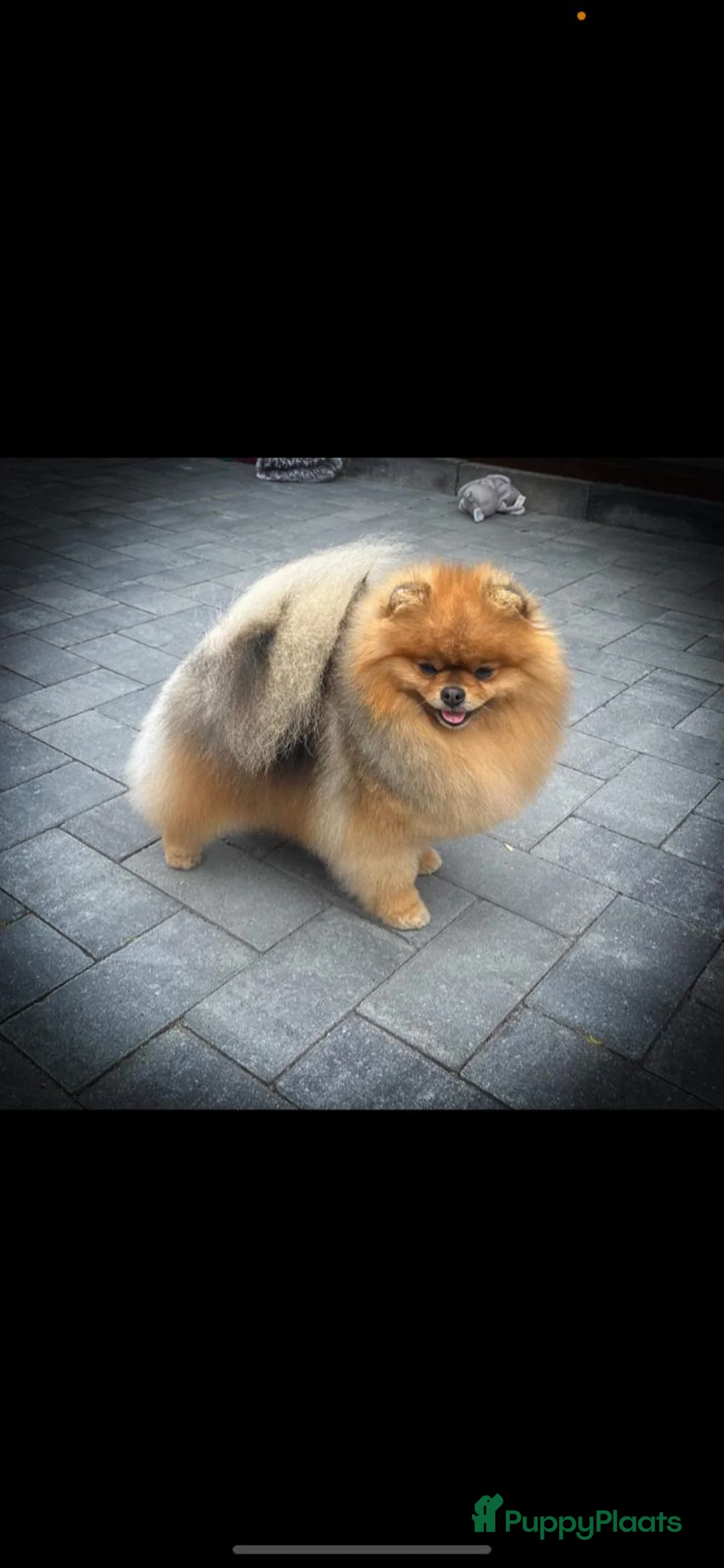 Pomeriaan honden te koop: Prachtige gezonde, speelse pups  - Advertentie 2