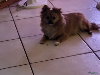 Pomchi honden ziva - Advertentie 1