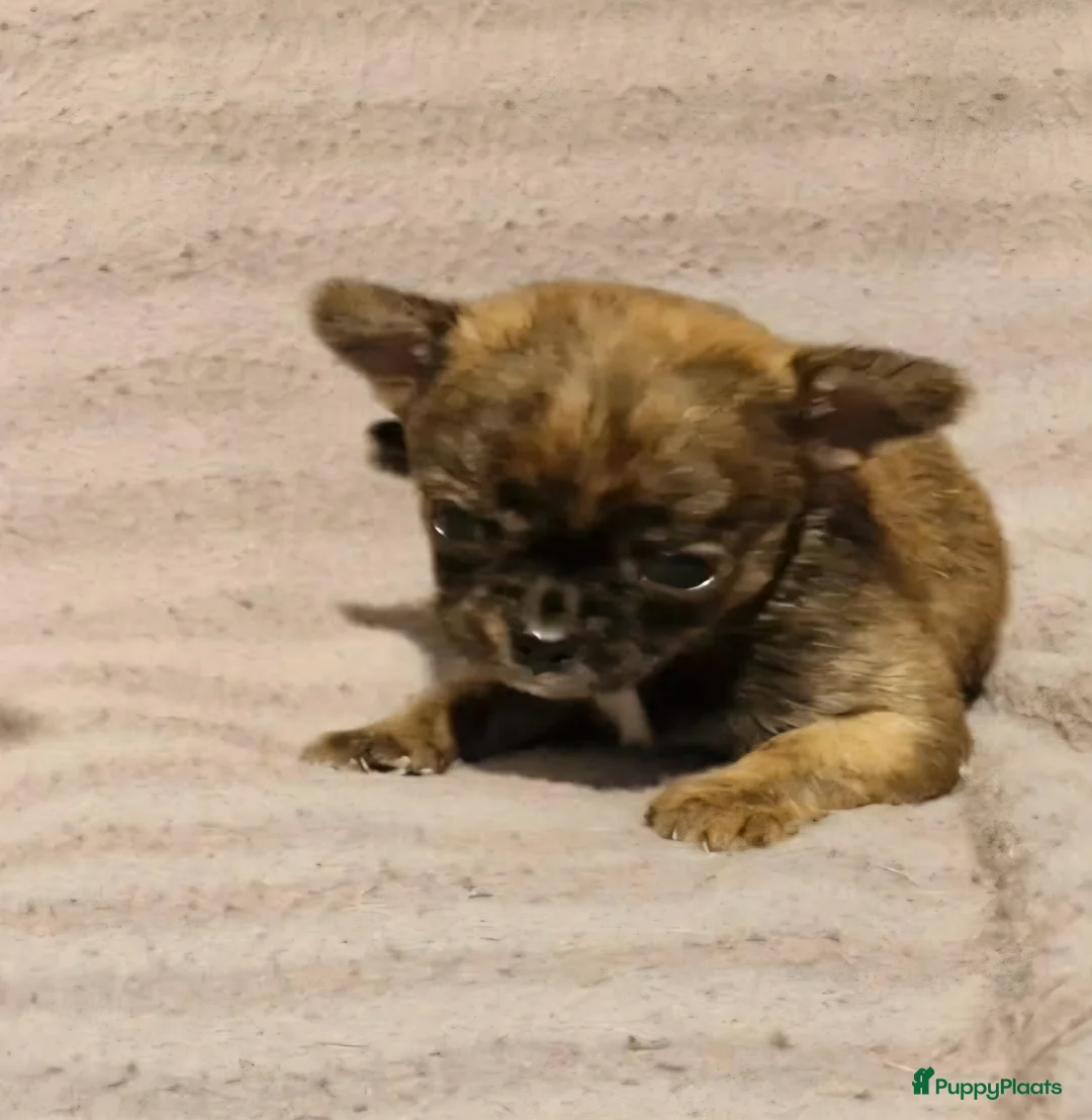 Chihuahua honden te koop: Uniek brindle chichuahua teefje - Advertentie 1