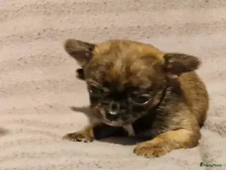 Chihuahua honden Uniek brindle chichuahua teefje - Advertentie 1