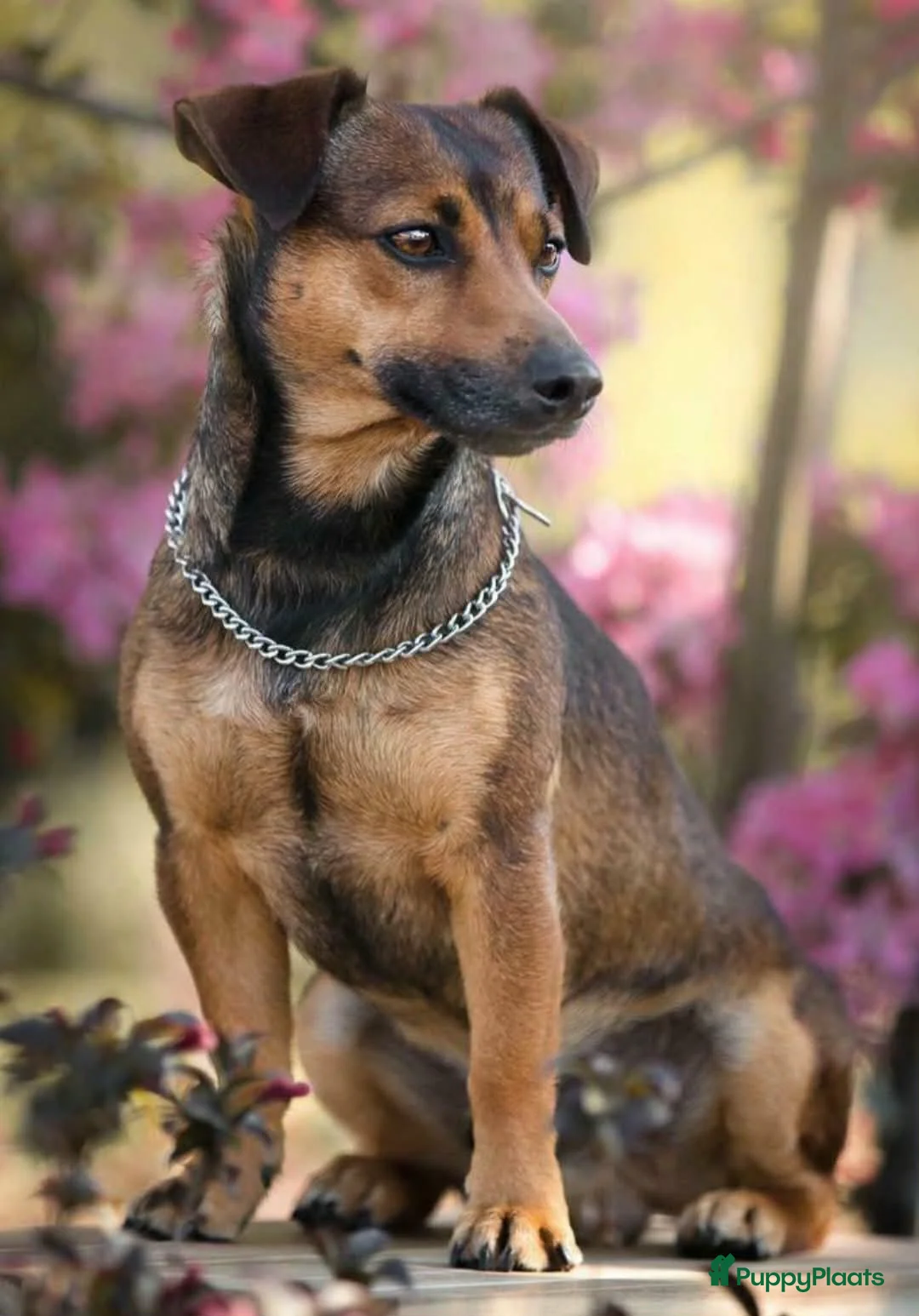 Jack Russel Terriër honden te koop: Super mooie jack russel pups - Advertentie 23