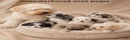 Boomer honden te koop: Super mooie boomer pups shih tzu maal maltezer - Advertentie 1