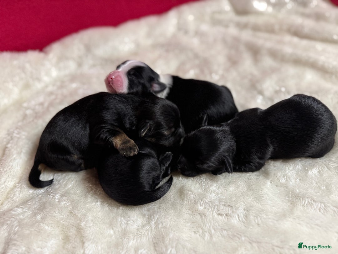Havanezer honden te koop: Prachtige Havanezer pups, met FCI stamboom - Advertentie 2