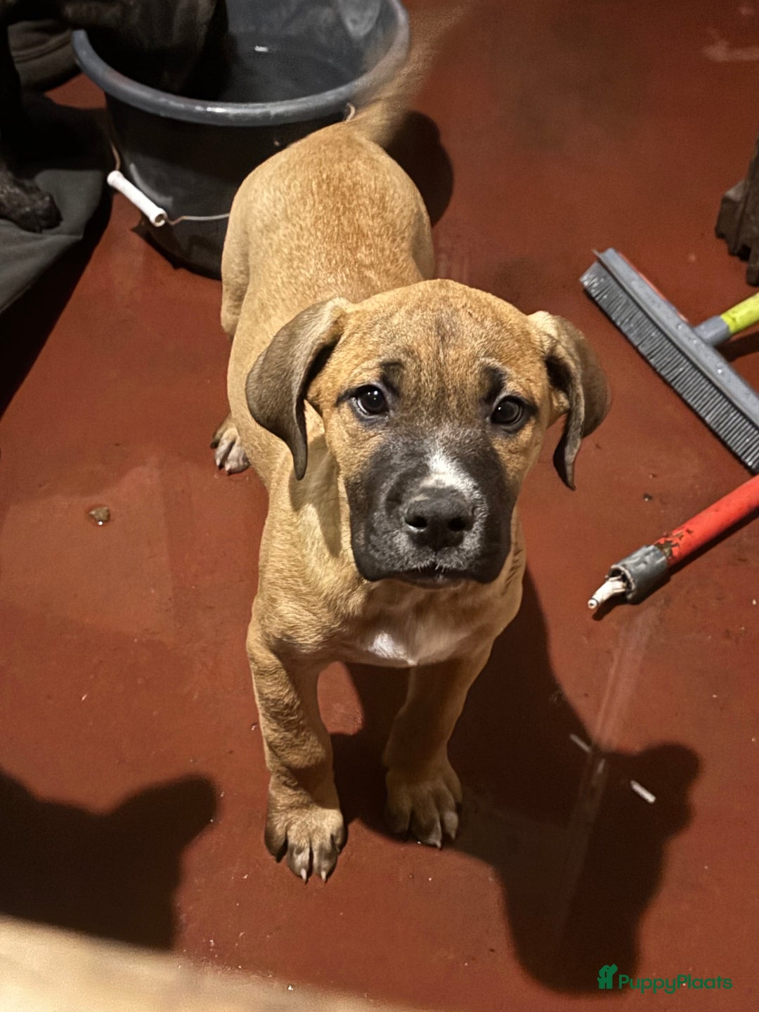 Kruising honden te koop: Mooie Presa/Fila 🥰 mastiff pups zoeken personeel  - Afbeelding 10