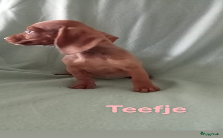 Teckel (korthaar)  honden - Advertentie 2