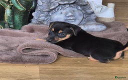 Jack Russel Terriër honden te koop: Jack russel pups kunnen naar nieuw huisje  - Afbeelding 4