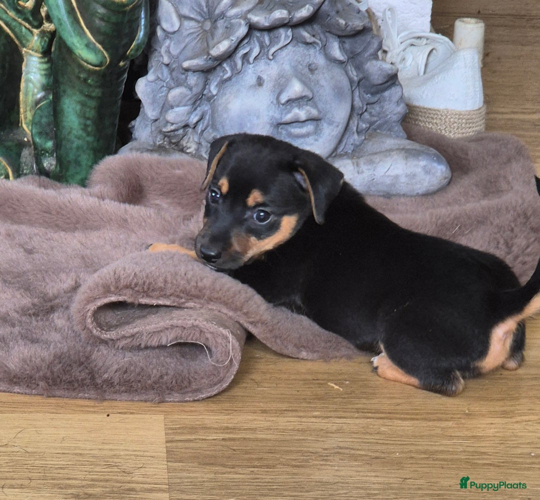 Jack Russel Terriër honden te koop: Jack russel pups kunnen naar nieuw huisje  - Afbeelding 4