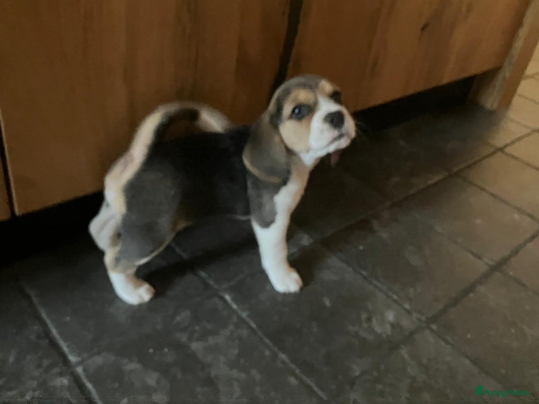Beagle honden te koop: Beagle pups - Advertentie 10