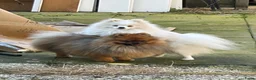 Pomeriaan honden ter dekking: Pomeriaan dekreu - Advertentie 2