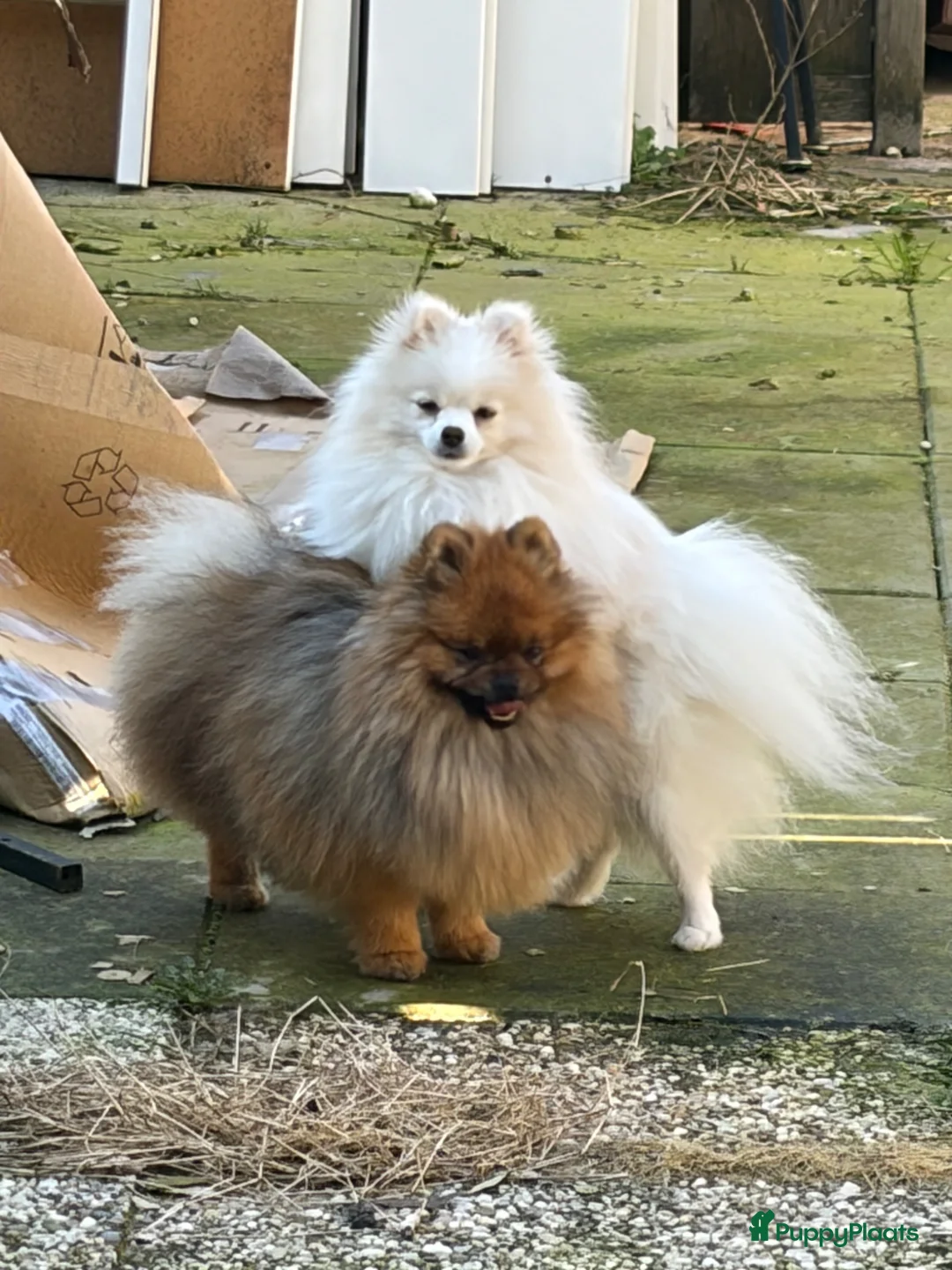 Pomeriaan honden ter dekking: Pomeriaan dekreu - Advertentie 2