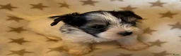 Yorkshire Terriër honden te koop: Biewer reutjes beschikbaar voor reservering - Advertentie 6