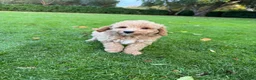 Labradoodle honden te koop: Dwergpoedel x Labradoodle pups - Advertentie 19
