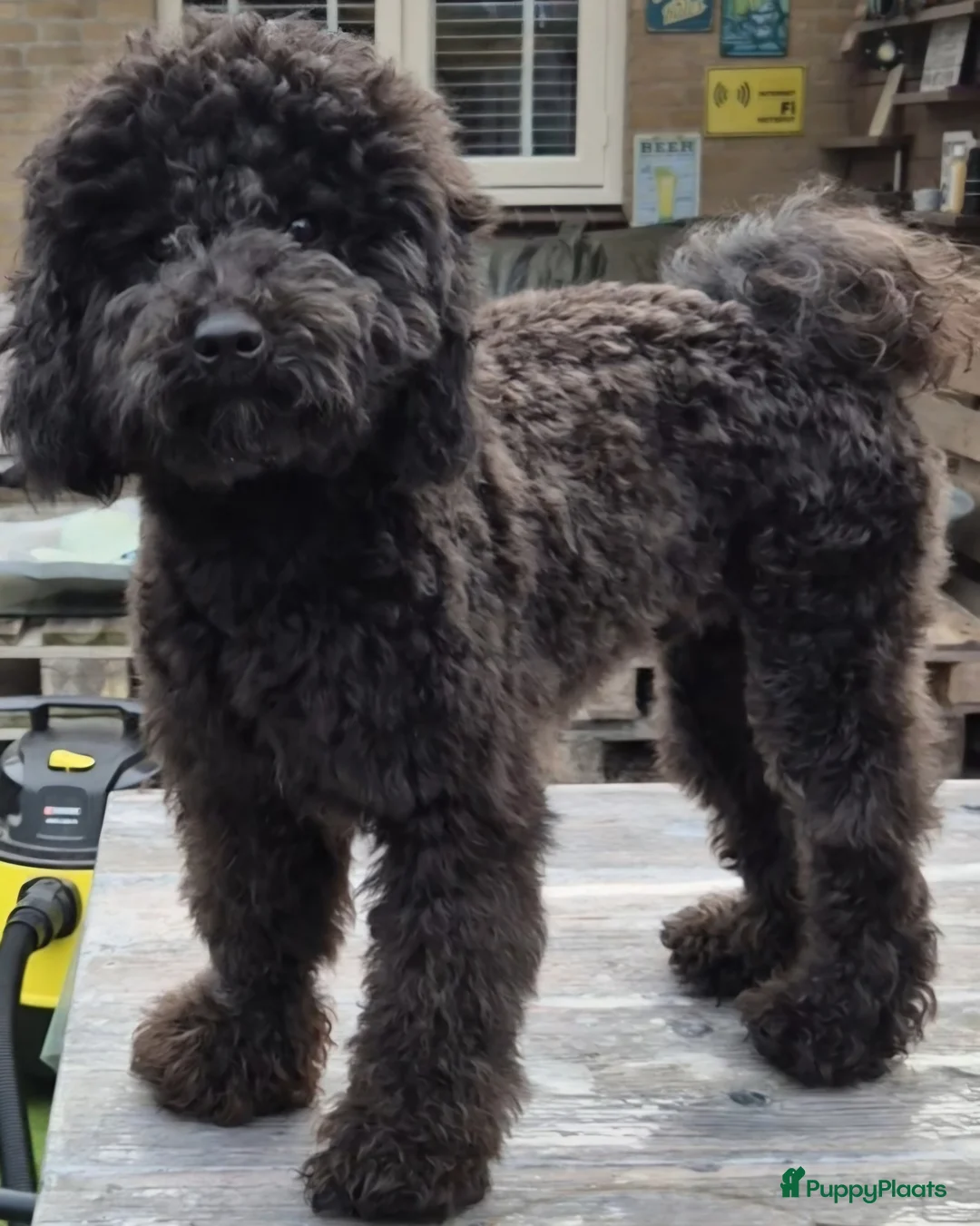 Poedel Toy honden ter dekking: Lillo superlieve toypoedel. Mooie, fluffy dekreu💙 - Advertentie 5