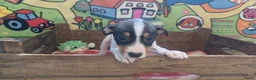 Boerenfox honden te koop: Boerenfox pups raszuiver - Advertentie 2