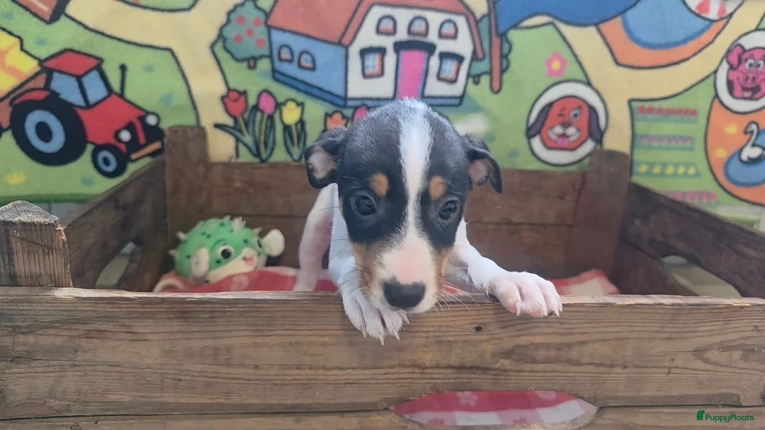 Boerenfox honden te koop: Boerenfox pups raszuiver - Advertentie 2