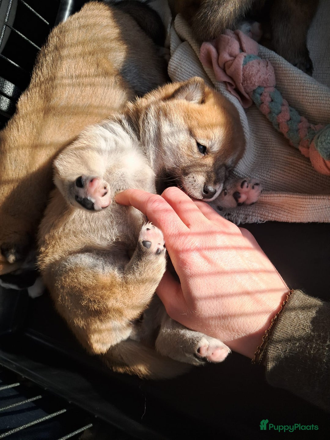 Shiba honden te koop: Shiba Inu pups beschikbaar  - Advertentie 1