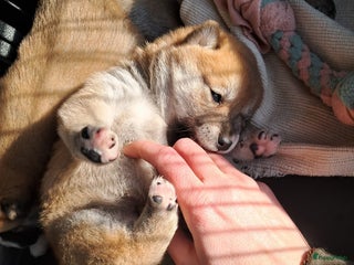 Shiba honden Shiba Inu pups beschikbaar - Advertentie 1