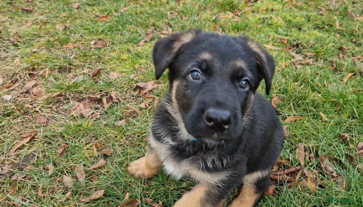 Duitse Herder honden Topkwaliteit Duitse Herder Pups - Advertentie 2