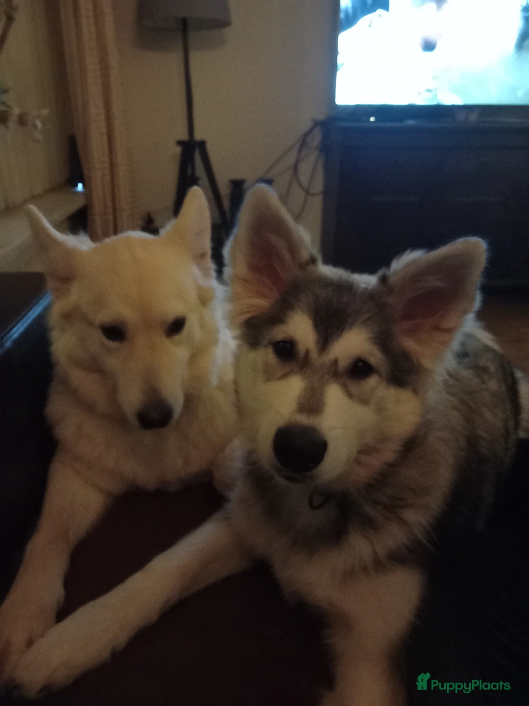 Galerij afbeelding {{count}}