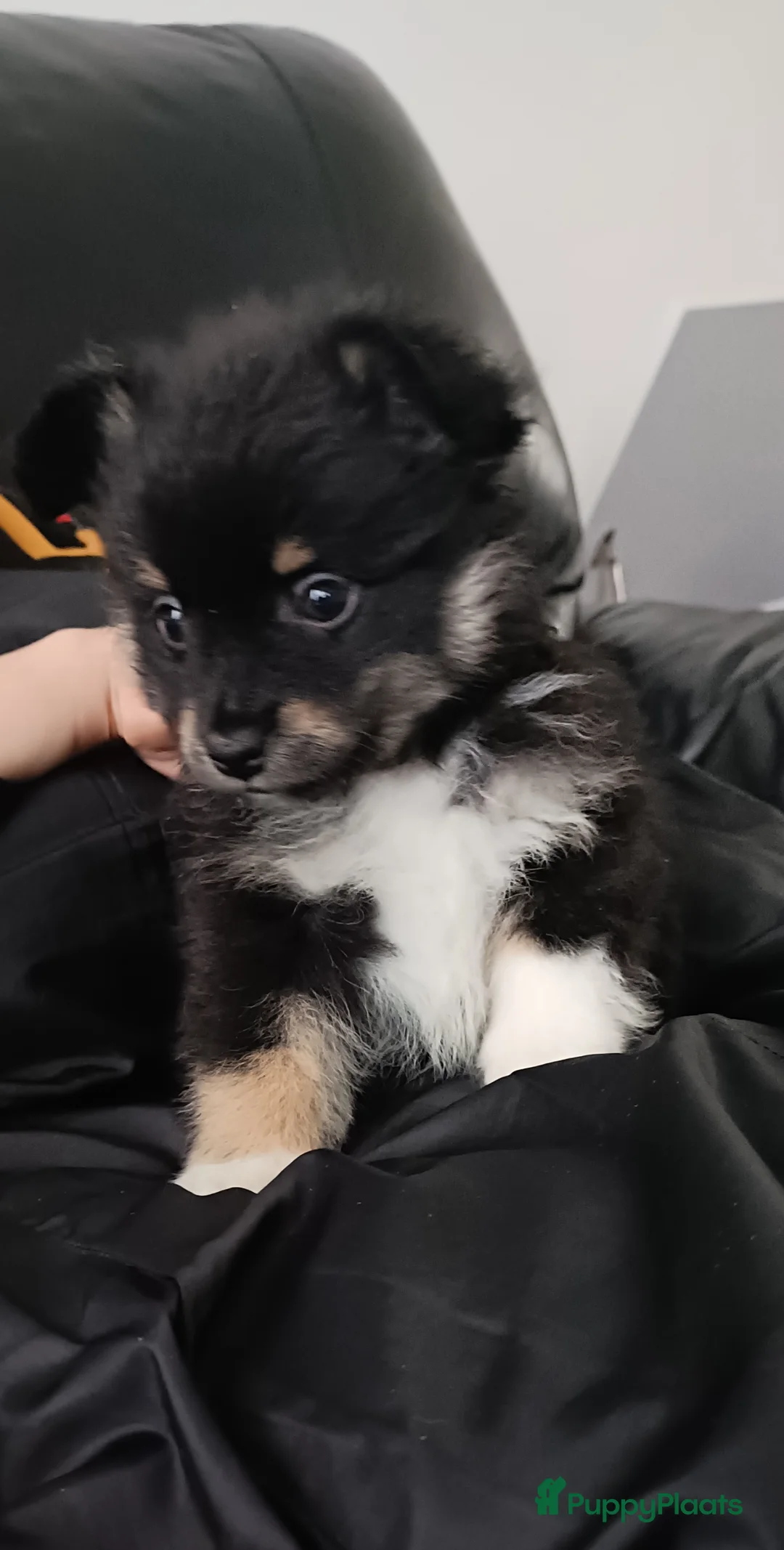 Kruising honden te koop: Chihuahua mix pups 3 reutjes - Advertentie 6