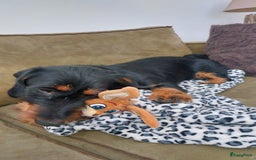 Ruwhaar Teckel honden te koop: Standaard ruwhaar teckel  - Afbeelding 11