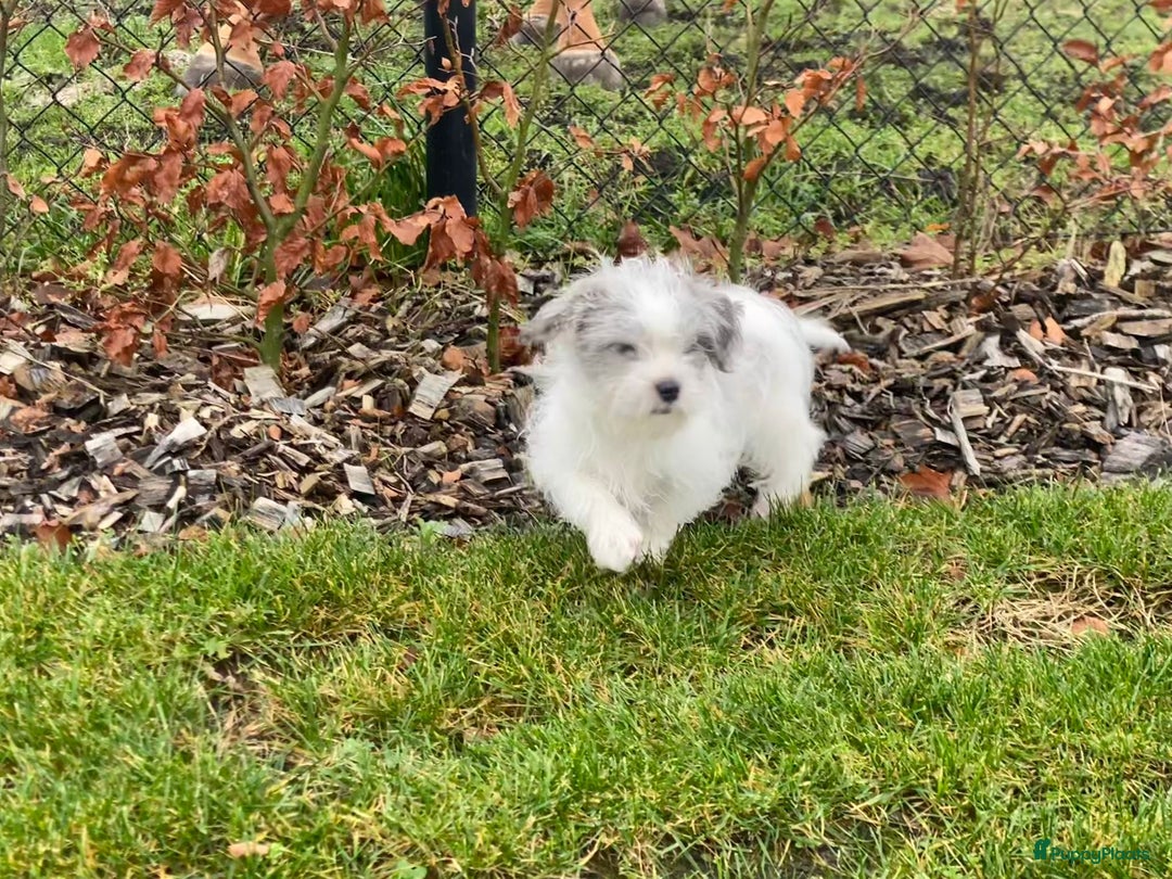 Boomer honden te koop: Boomer reutje  - Advertentie 4