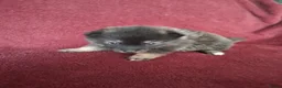 Pomsky honden te koop: 5 pomsky pups - Advertentie 12