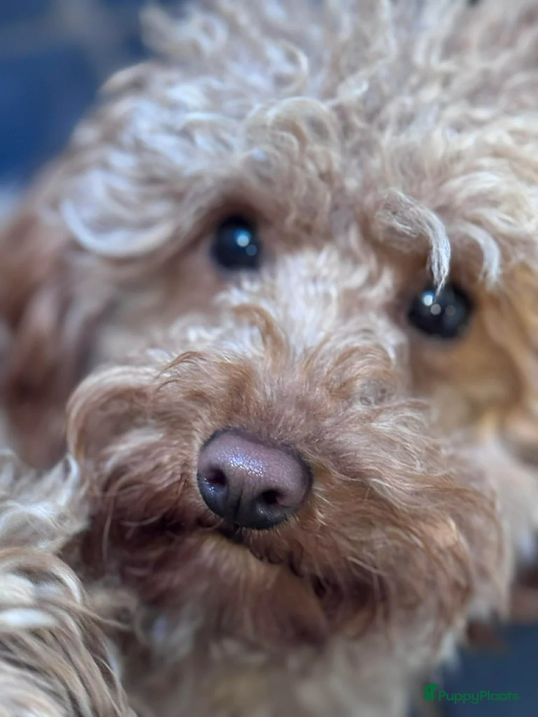 Maltipoo honden te koop: Maltipoo teefje puppy - Advertentie 7