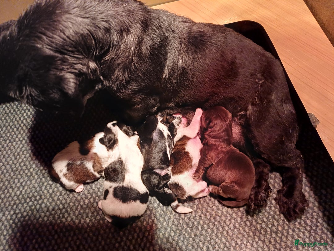 Shih Tzu honden te koop: Lieve leuke raszuiver shih tzu pups  - Advertentie 24