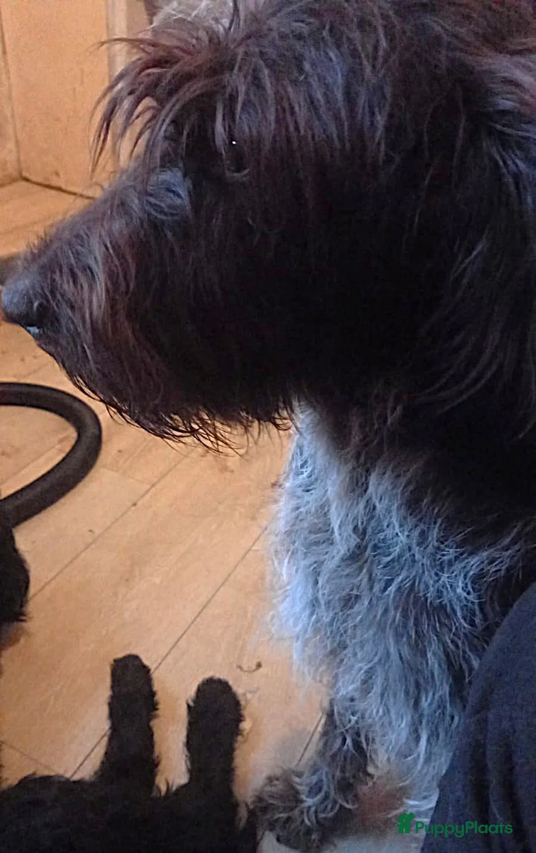 Kruising honden te koop: Een van deze prachtige pups is voor jou bedoeld? - Advertentie 11