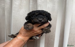 Labradoodle honden te koop: Knuffelhondjes - Afbeelding 7