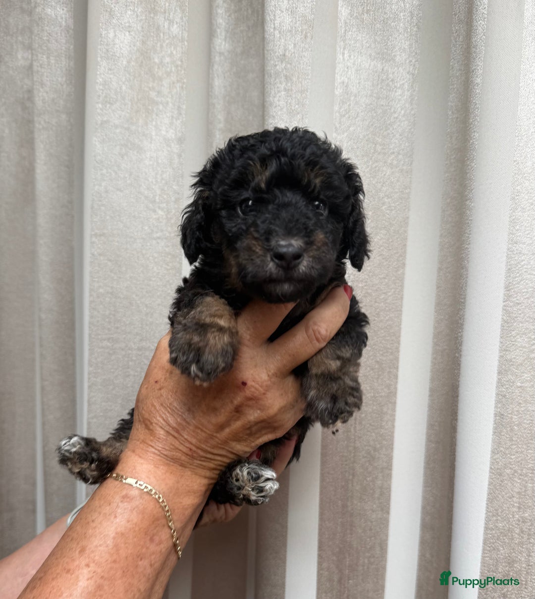 Labradoodle honden te koop: Knuffelhondjes - Afbeelding 7