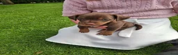 Jack Russel Terriër honden te koop: Jack Russel pups Black ant Tan in Wekerom - Advertentie 7