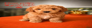 Maltipoo 5