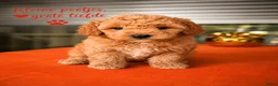 Maltipoo honden te koop: Maltipoo pup - Advertentie 13