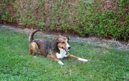 Kruising honden te koop: hele lieve, speelse pups  - Afbeelding 9