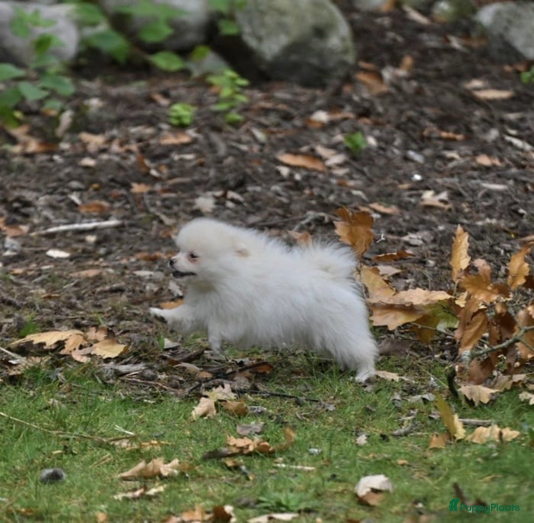 Pomeriaan honden te koop: 6(nog 2)Prachtig gekleurde kleine Pommeriaantjes!  - Advertentie 12