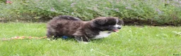 Akita honden te koop: Zeldzaam mooie Japanse Akita Inu pups - Advertentie 6