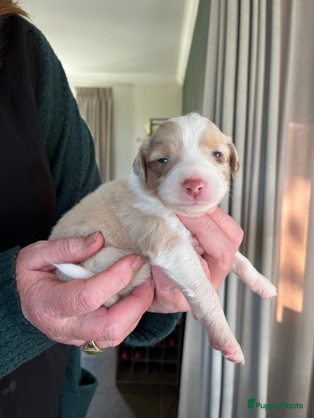 Australian Shepherd honden te koop: Raszuivere Australian Shepherd pups - Advertentie 20