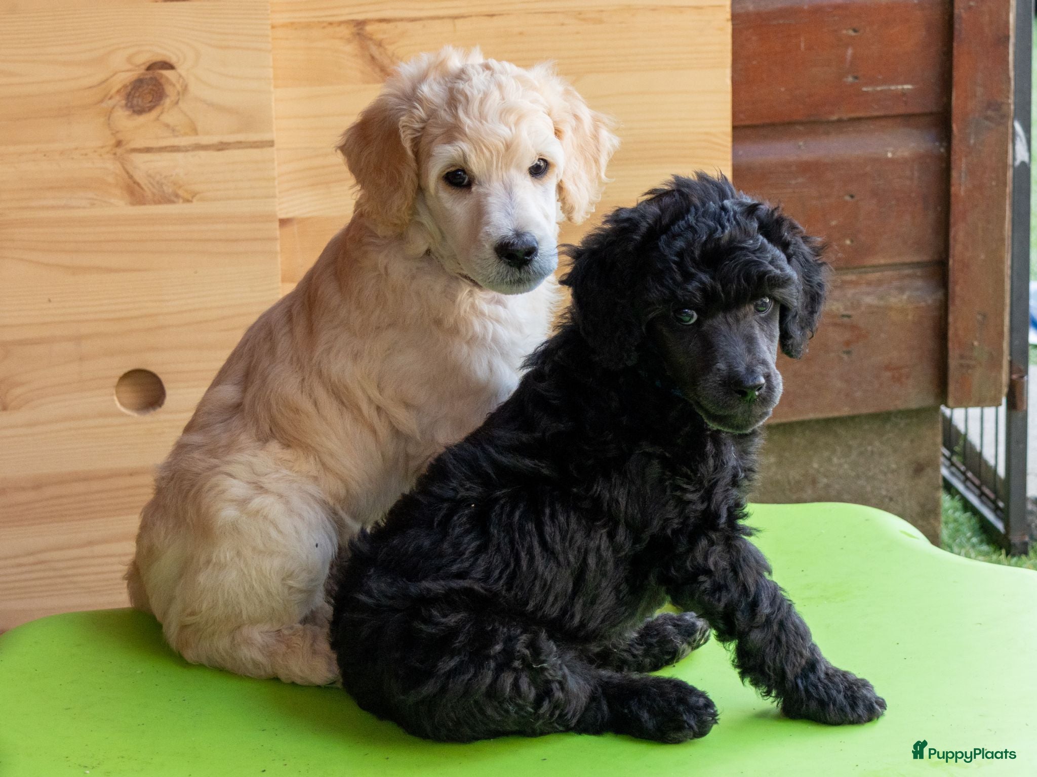 Labradoodle honden Poedel outcross pups | DNA-geteste ouderdieren - Advertentie 2