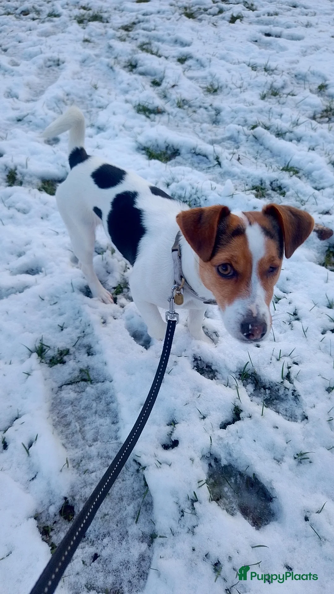Jack Russel Terriër honden te koop: Lieve mini jackrussel - Advertentie 10