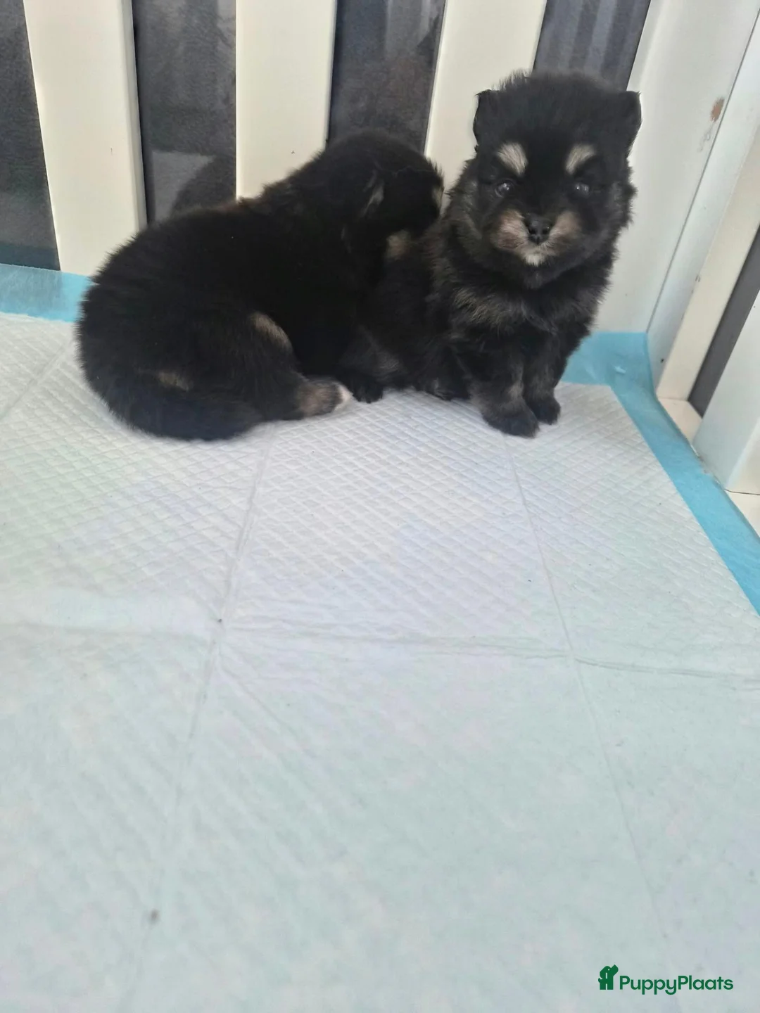 Pomsky honden te koop: Kleine pomsky pups 🩷💙🩷💙 - Advertentie 10