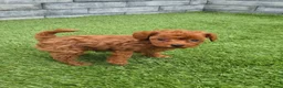 Poedel Toy honden te koop: Mooi abrikoos rood toy poedel reutje. - Advertentie 7