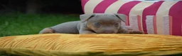 Jack Russel Terriër honden te koop: lieve pups zoeken een nieuw huisje - Advertentie 31