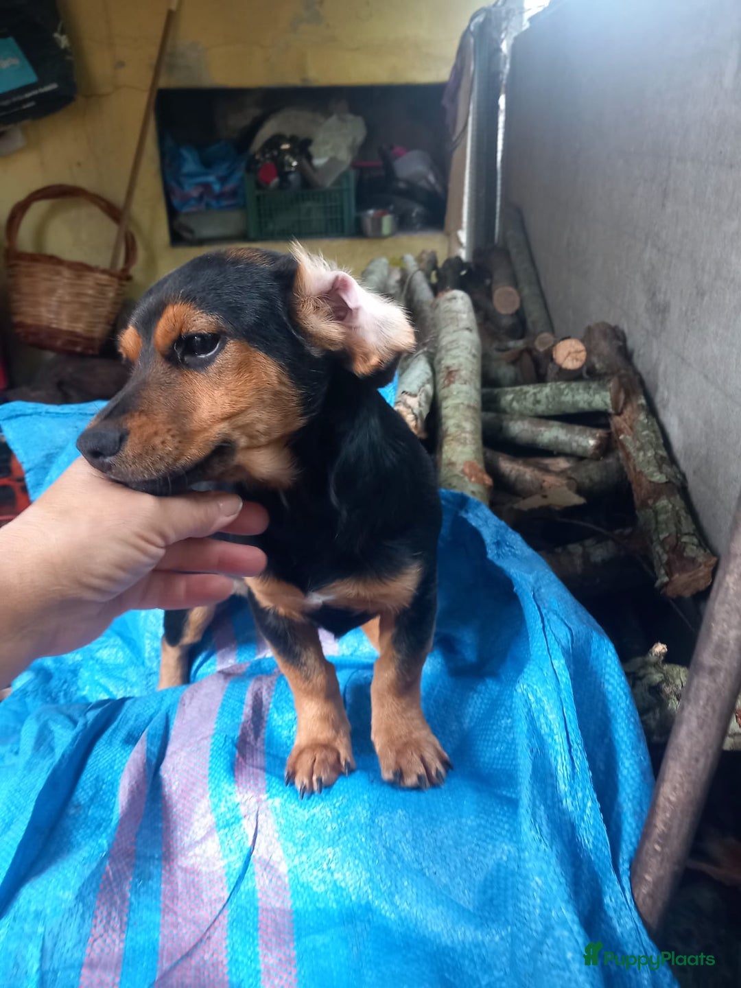 Kruising honden te koop: 2 italiaanse lieverds zoeken een familie - Advertentie 6