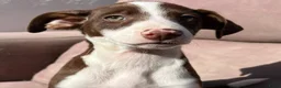 Kruising honden ter adoptie: Abba een meisje zoekt een vriendje voor het leven  - Advertentie 4