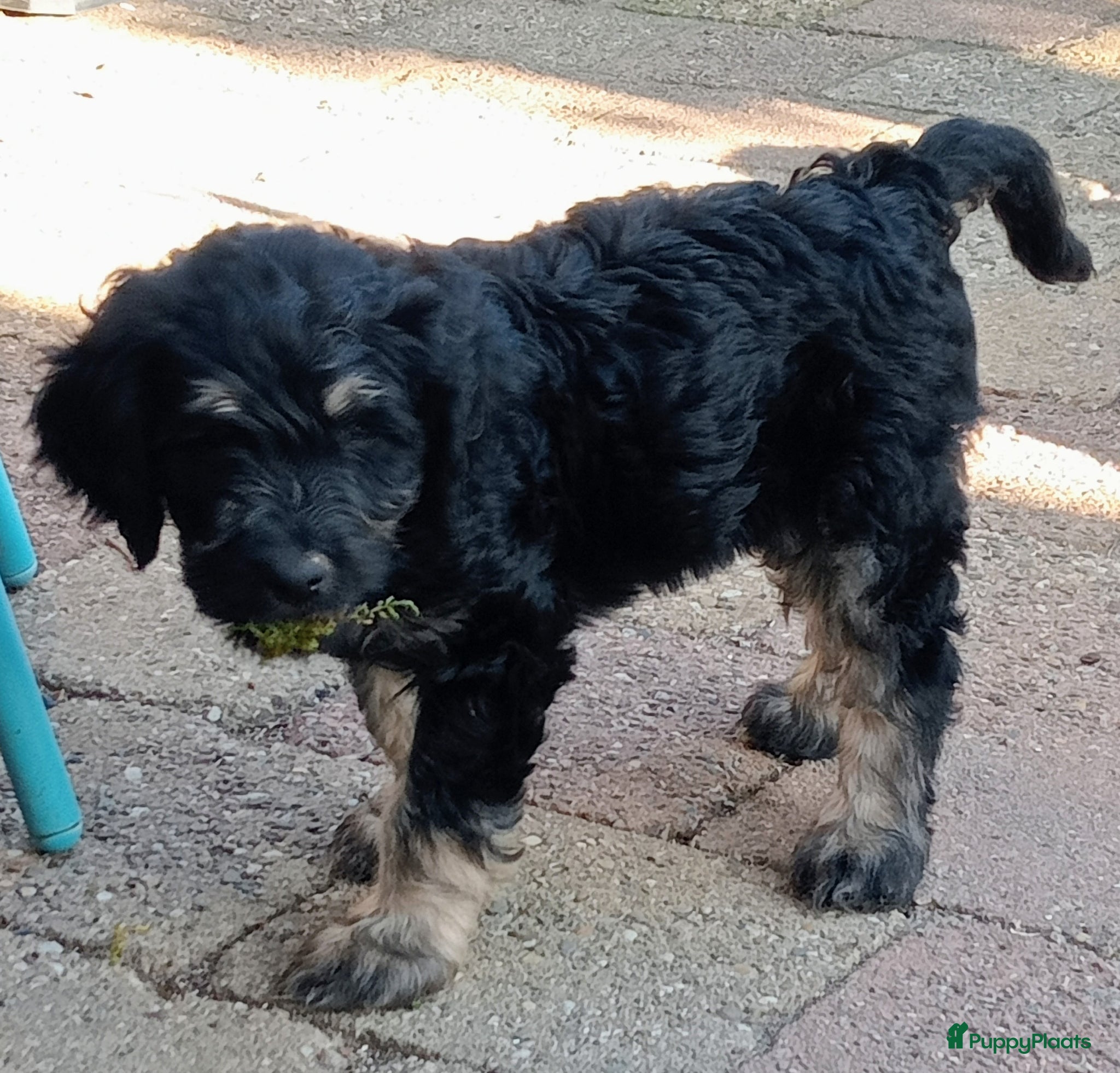 Labradoodle honden te koop: Labradoodle puppies  - Advertentie 1