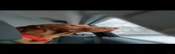 Vizsla korthaar honden te koop: Vizsla puppy’s - Advertentie 13